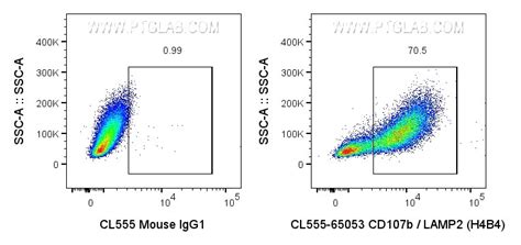 CD107b / LAMP2 antibody (CL555-65053) | Proteintech