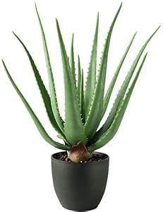Fresh Live Aloe Vera Plant – Organic Medicinal Plant for Health – 1 ...