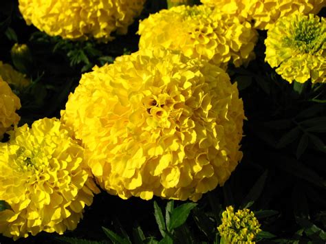Marigolds In Spanish