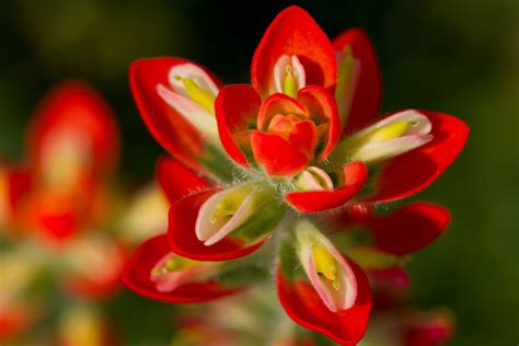 Unlock the Secrets to Successfully Growing Indian Paintbrush in Your ...