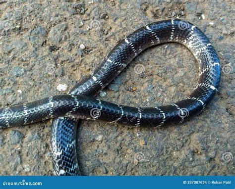 Dead Common Krait (Bungarus Caeruleus) Snake on Road Stock Photo ...