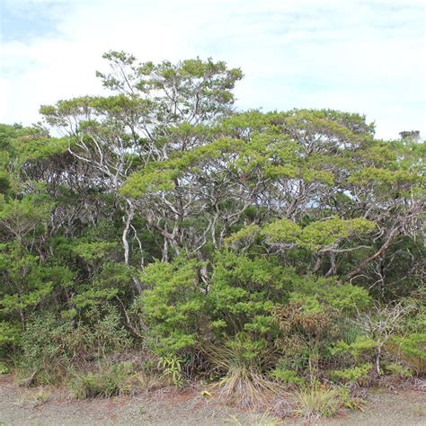 BONSAI FOREST (2026) All You Need to Know BEFORE Going (with Photos)