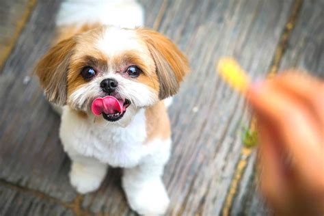 Shih Tzu Lifespan: How Long Do Shih Tzus Live On Average?