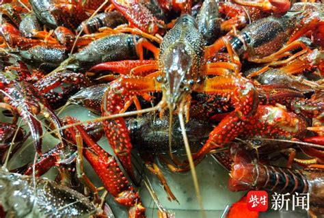 小龙虾最低每斤只卖7元钱，为何？ 原来今年养殖是“大年”_央广网