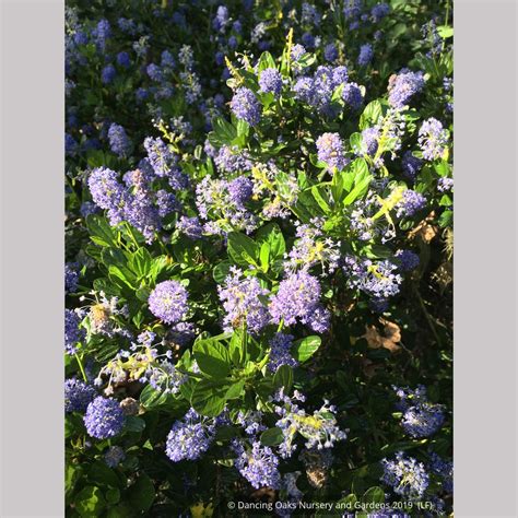 Ceanothus 'Victoria' (syn. Skylark), California Lilac – Dancing Oaks ...