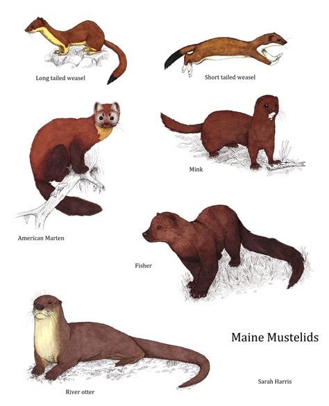 Art and Bones - Members of mustelidae (which is the weasel family ...