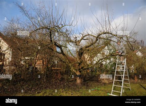 Image result for Apple Tree Pruning