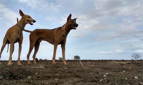 Kombai Dog Price in India - Black Star Kennels