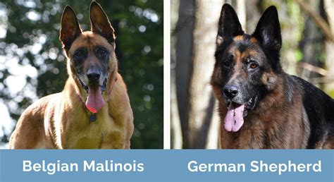 Difference Between Belgian And German Shepherd