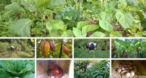 Natural Farming Methods 的图像结果