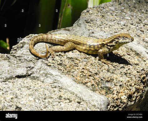 A Curly Tailed Lizard The lizard is a southern Florida curly tailed ...