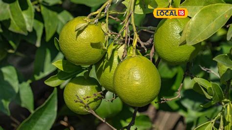 લીંબુ ઉગાડવાની રીત જાણો - Learn how to grow lemons | - News18 Gujarati