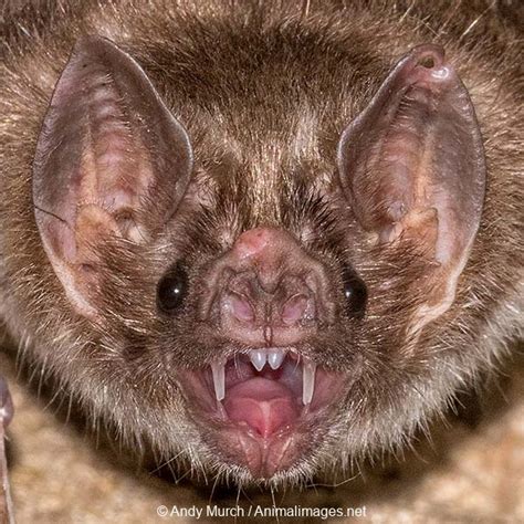 Image result for Common Vampire Bat