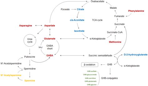 Metabolic Alterations Associated with γ-Hydroxybutyric Acid and the ...