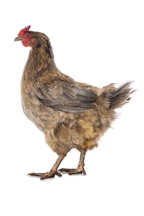 Image result for Hen Design Algorithm