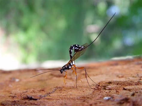 Giant Ichneumon Wasp