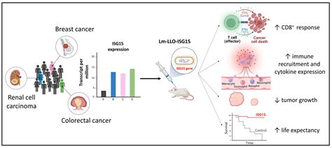 Unveiling the Multifaceted Roles of ISG15: From Immunomodulation to ...
