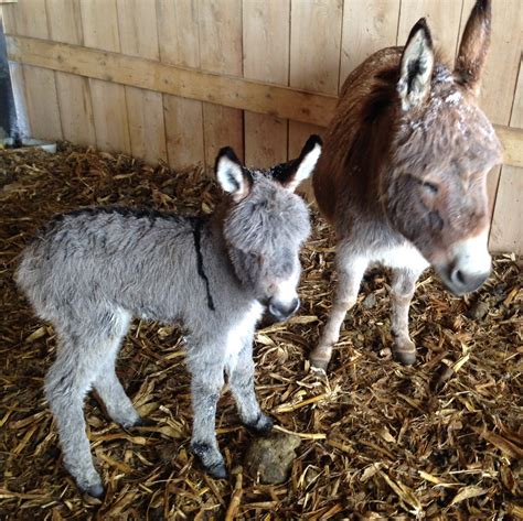 Miniature Donkey - Varysburg, NY - Hidden Valley Animal Adventure