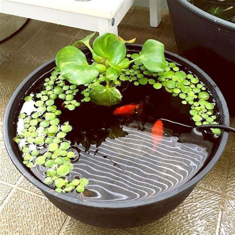 Competent mini aquaponic | Container water gardens, Water garden, Ponds ...