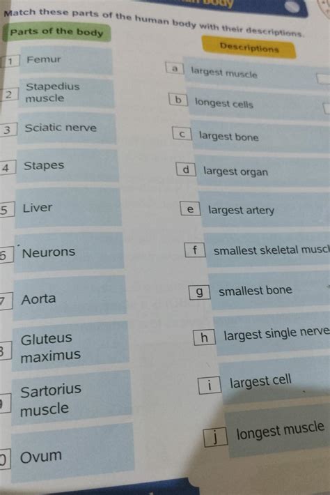 match the following parts of human body with their description - Brainly.in