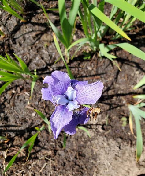 Ultimate Guide to Transplanting Iris - Plants Craze