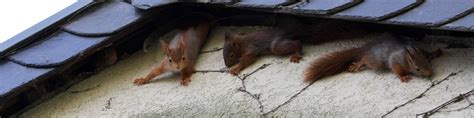 Image result for Squirrel Control