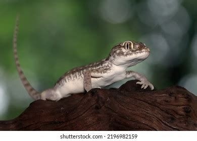Image result for Gecko Pattern-Free