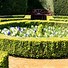 Image result for Buxus Baby Gem