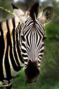 Zebra Jigsaw Puzzle