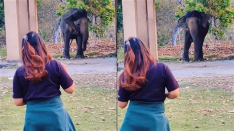 The internet is concerned about this video of an elephant ‘imitating ...