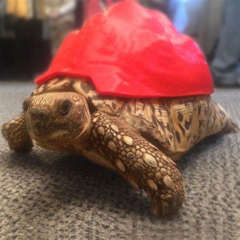 Image result for Empty Tortoise Shell