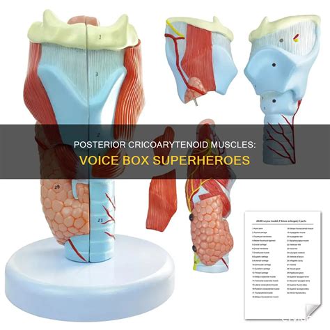 Posterior Cricoarytenoid Muscles: Voice Box Superheroes | CyVigor