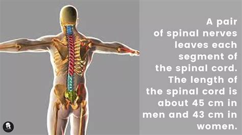 Image result for Spinal Cord Structure and Function