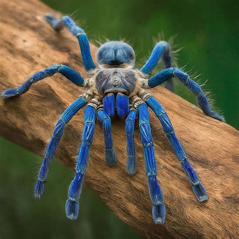 25+Most Aggressive And Poisonous Tarantulas (With Pictures)