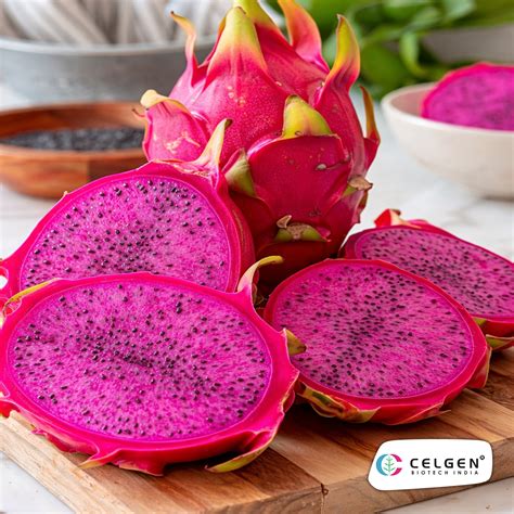 Jumbo Red Dragon Fruit Plant | CELGEN