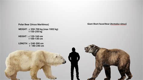 Short Faced Bear Size Comparison Arctodus Short Faced Bear Size