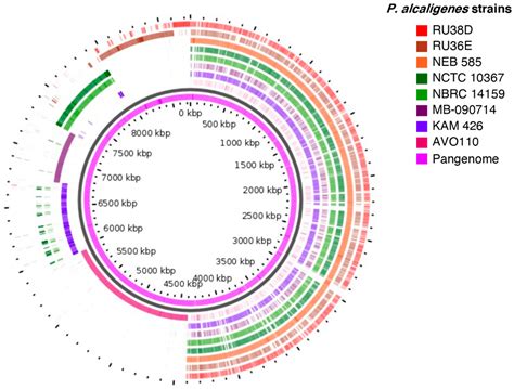 The Rhizobacterium Pseudomonas alcaligenes AVO110 Induces the ...