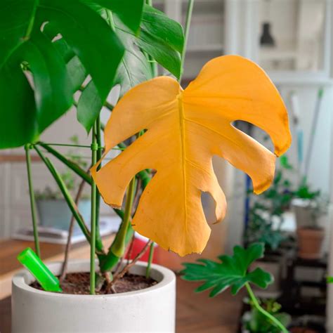 What to Do If Monstera Turns Yellow: Expert Tips and Solutions - Indoor ...