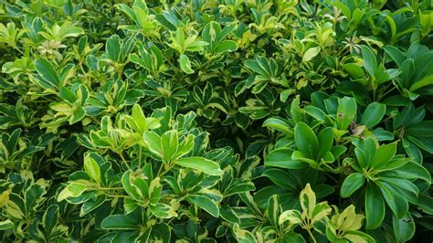 beautiful Schefflera arboricola plant as a background 14938586 Stock ...