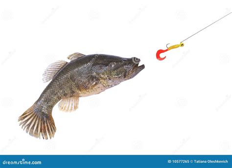 Image result for Catching Bait Fish