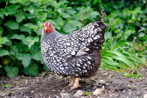 Silver Laced Wyandotte: Breed Profile, Facts & Pictures