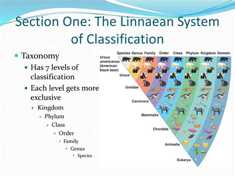 Image result for Classification System Biology Definition