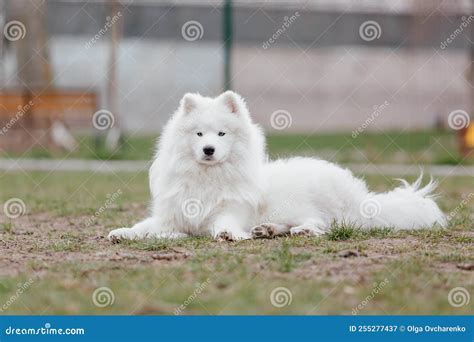 Samoyed Dog in the Park. Big White Fluffy Dog on a Walk Stock Image ...