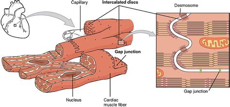 Cardiac Muscle Structure 的图像结果
