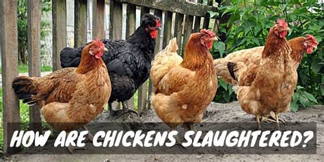 Image result for Chickens Getting Slaughtered