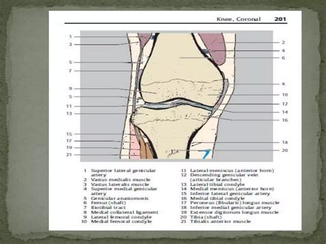 Anatomy and imaging of knee joint | PPTX