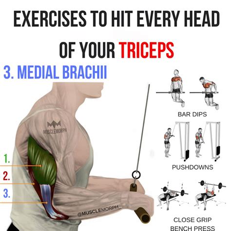 Tricep Medial Head Exercises