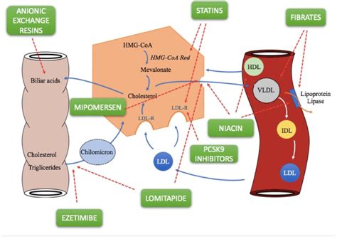 Treatment Strategy for Dyslipidemia in Cardiovascular Disease ...