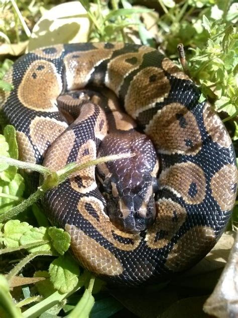 Image result for Ball Python Pet Snake