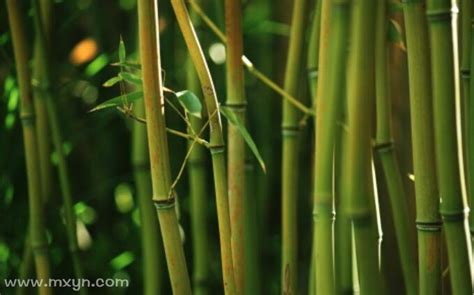 梦到了自己砍水里的竹子代表着什么_周公解梦官网